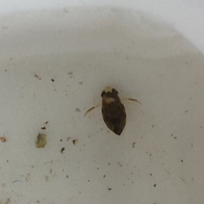 Corixidae (family) (Water Boatman) at Dickson Wetland Corridor - 6 May 2021 by Ned_Johnston