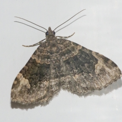 Epyaxa sodaliata (Sodaliata Moth, Clover Moth) at QPRC LGA - 6 May 2021 by WHall