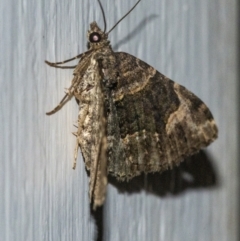 Epyaxa sodaliata at Googong, NSW - 6 May 2021