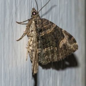 Epyaxa sodaliata at Googong, NSW - 6 May 2021