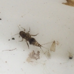 Ephemeroptera (order) (Unidentified Mayfly) at Dickson Wetland Corridor - 6 May 2021 by Ned_Johnston