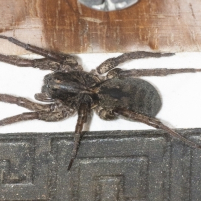 Lycosidae (family) (Wolf spider) at Googong, NSW - 6 May 2021 by WHall