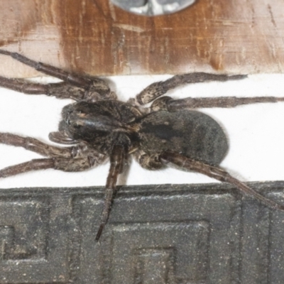 Unidentified Spider (Araneae) at Googong, NSW - 6 May 2021 by WHall