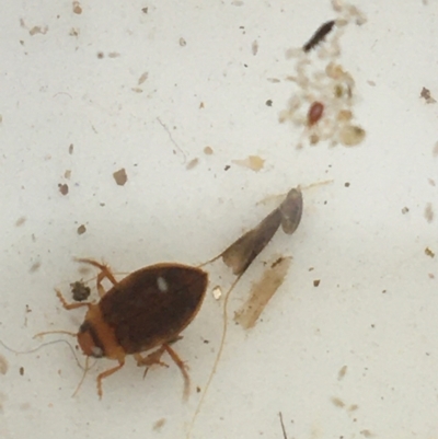 Dytiscidae (family) (Unidentified diving beetle) at Dickson Wetland Corridor - 6 May 2021 by Ned_Johnston