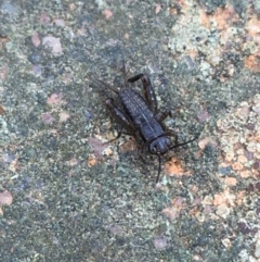 Bobilla sp. (genus) (A Small field cricket) at Dickson Wetland - 6 May 2021 by Ned_Johnston