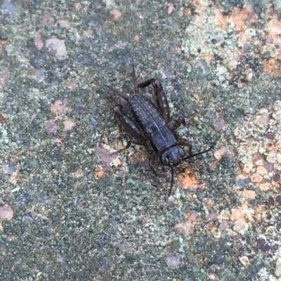 Bobilla sp. (genus) (A Small field cricket) at Dickson, ACT - 6 May 2021 by Ned_Johnston