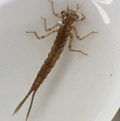 Coenagrionidae sp. (family) (Unidentified damselfly) at Dickson Wetland - 6 May 2021 by Ned_Johnston