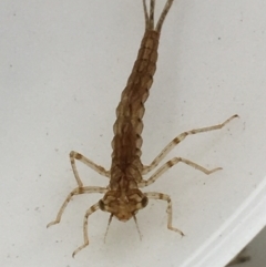 Coenagrionidae sp. (family) at Dickson, ACT - 6 May 2021