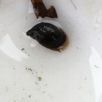 Lymnaeidae (Family) (Unidentified pond snail) at Dickson Wetland - 6 May 2021 by Ned_Johnston