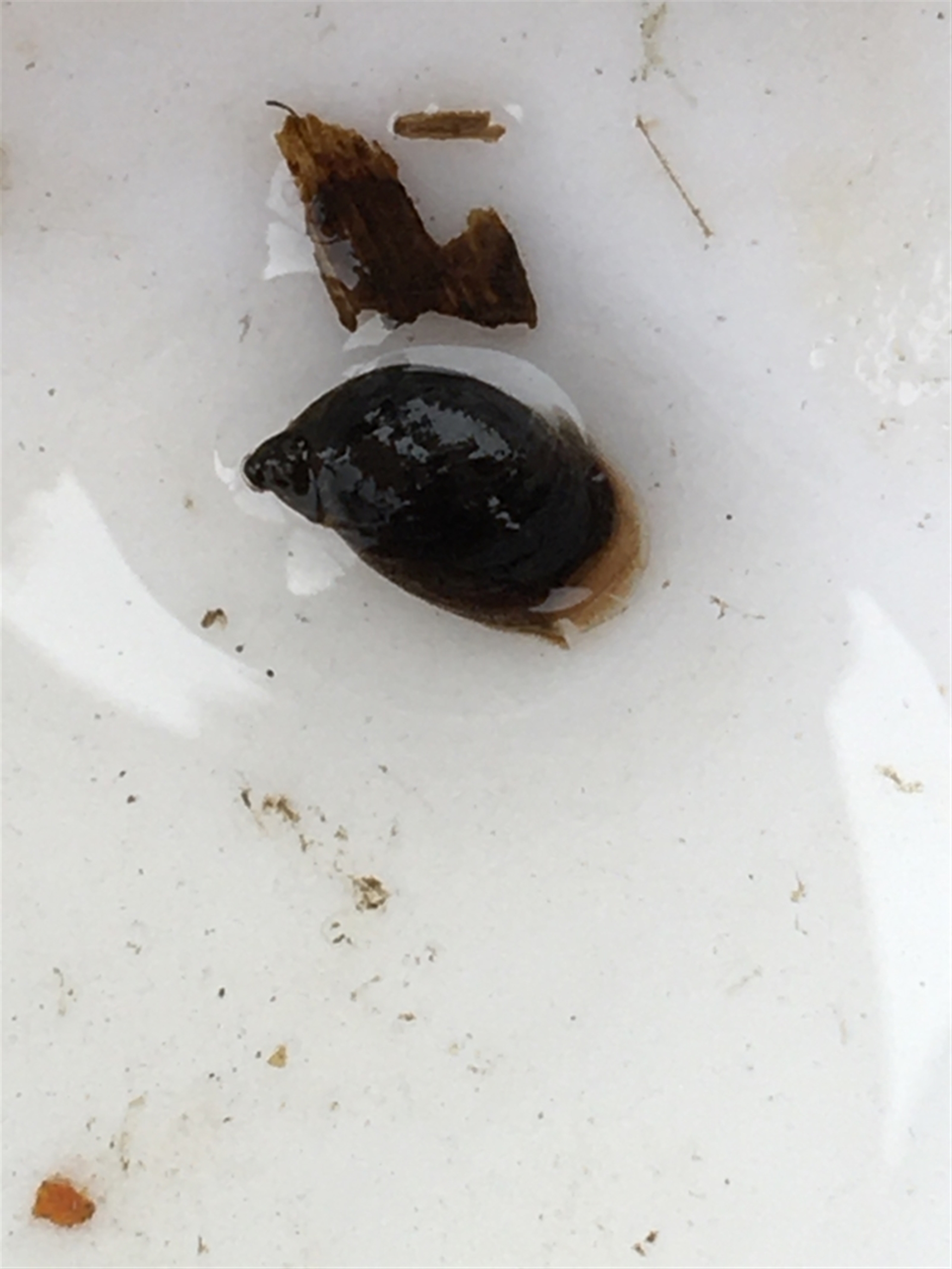 Lymnaeidae (Family) at Dickson, ACT - 6 May 2021 10:51 AM