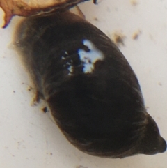 Lymnaeidae (Family) at Dickson, ACT - 6 May 2021