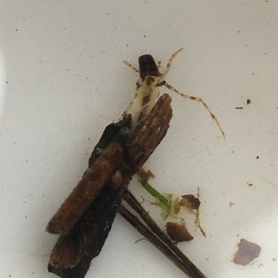 Leptoceridae sp. (family) (Long-horned caddisfly) at Dickson Wetland Corridor - 6 May 2021 by Ned_Johnston