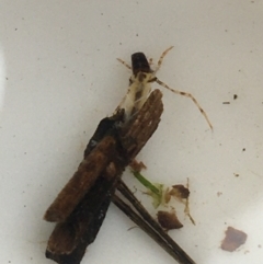 Leptoceridae sp. (family) (Long-horned caddisfly) at Dickson Wetland - 6 May 2021 by Ned_Johnston