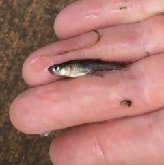 Gambusia holbrooki (Gambusia, Plague minnow, Mosquito fish) at Dickson Wetland Corridor - 6 May 2021 by Ned_Johnston
