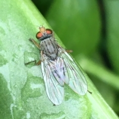 Muscidae (family) (Unidentified muscid fly) at O'Connor, ACT - 5 May 2021 by Ned_Johnston