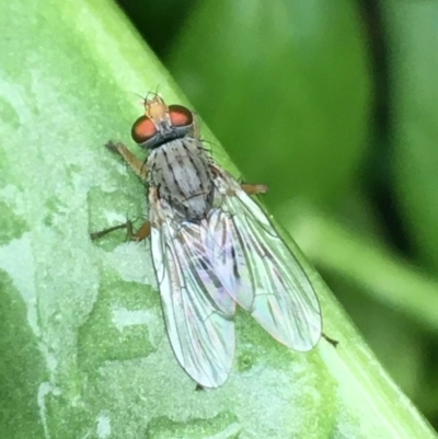 Muscidae (family) (Unidentified muscid fly) at O'Connor, ACT - 5 May 2021 by NedJohnston