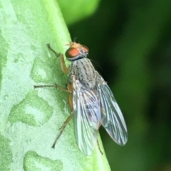 Muscidae (family) at O'Connor, ACT - suppressed