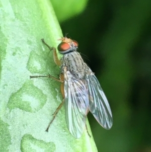 Muscidae (family) at O'Connor, ACT - 5 May 2021