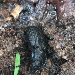 Adelium porcatum (Darkling Beetle) at Bruce, ACT - 4 May 2021 by NedJohnston