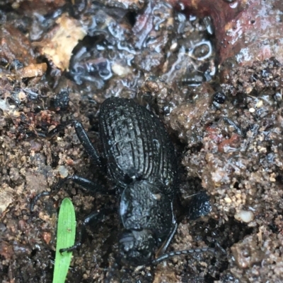 Adelium porcatum (Darkling Beetle) at Bruce, ACT - 4 May 2021 by NedJohnston