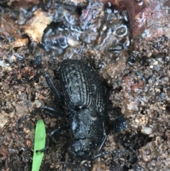 Adelium porcatum (Darkling Beetle) at Bruce, ACT - 4 May 2021 by Ned_Johnston