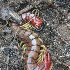 Cormocephalus aurantiipes (Orange-legged Centipede) at Black Mountain - 4 May 2021 by Ned_Johnston
