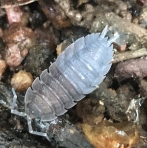 Porcellio scaber at Bruce, ACT - 4 May 2021