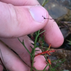 Haloragis heterophylla (Variable Raspwort) at Black Mountain - 4 May 2021 by Ned_Johnston