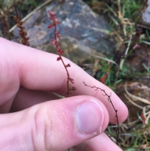 Haloragis heterophylla at Bruce, ACT - 4 May 2021