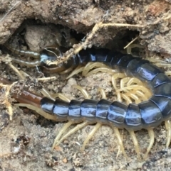 Ethmostigmus rubripes (Giant centipede) at Black Mountain - 4 May 2021 by Ned_Johnston