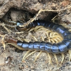 Ethmostigmus rubripes (Giant centipede) at Bruce, ACT - 4 May 2021 by NedJohnston