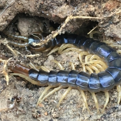 Ethmostigmus rubripes (Giant centipede) at Black Mountain - 4 May 2021 by Ned_Johnston