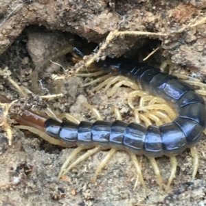 Ethmostigmus rubripes at Bruce, ACT - 4 May 2021 10:38 AM