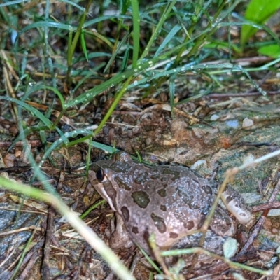 Limnodynastes tasmaniensis (Spotted Grass Frog) at Thurgoona, NSW - 9 May 2021 by ChrisAllen