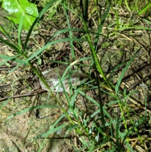 Limnodynastes tasmaniensis at Thurgoona, NSW - 9 May 2021 07:43 PM