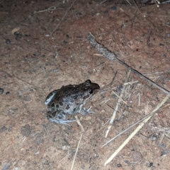 Limnodynastes tasmaniensis (Spotted Grass Frog) at Albury - 9 May 2021 by ChrisAllen