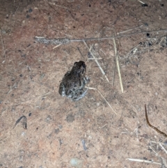 Limnodynastes tasmaniensis at Thurgoona, NSW - 9 May 2021