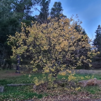 Celtis australis (Nettle Tree) at Isaacs, ACT - 7 May 2021 by Mike