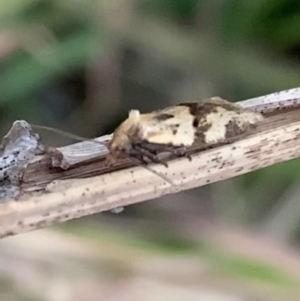 Merophyas (genus) at Murrumbateman, NSW - 9 May 2021