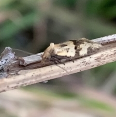 Merophyas (genus) (A Tortricid moth) at Murrumbateman, NSW - 9 May 2021 by SimoneC