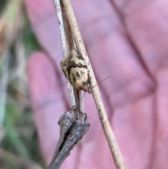 Merophyas (genus) at Murrumbateman, NSW - 9 May 2021