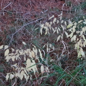 Celtis australis at Isaacs Ridge - 7 May 2021 05:19 PM