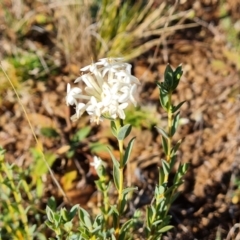 Pimelea linifolia (Slender Rice Flower) at Wambrook, NSW - 28 Apr 2021 by Mike