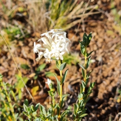 Pimelea linifolia (Slender Rice Flower) at Wambrook, NSW - 27 Apr 2021 by Mike