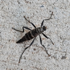 Boreoides subulatus (Wingless Soldier Fly) at Isaacs, ACT - 30 Apr 2021 by Mike