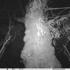 Petaurus norfolcensis (Squirrel Glider) at Table Top, NSW - 26 Mar 2021 by ChrisAllen