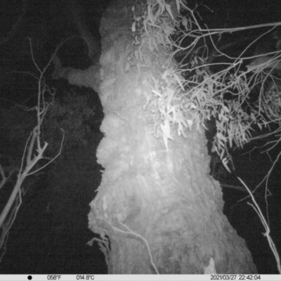 Petaurus norfolcensis (Squirrel Glider) at Table Top, NSW - 27 Mar 2021 by ChrisAllen