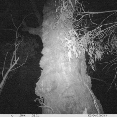 Petaurus norfolcensis (Squirrel Glider) at Table Top, NSW - 10 Apr 2021 by ChrisAllen