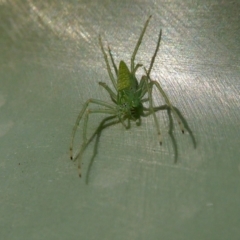 Oxyopes (genus) (Lynx spider) at Yass River, NSW - 9 May 2021 by SenexRugosus