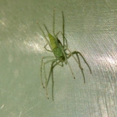 Oxyopes sp. (genus) at Yass River, NSW - 9 May 2021